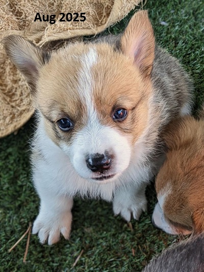available puppies august 2025